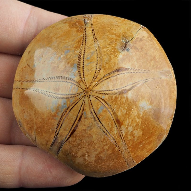 SKAMIENIAŁY JEŻOWIEC Clypeus sp. - 63 mm - JURA ŚRODKOWA (160 MLN LAT) - MADAGASKAR