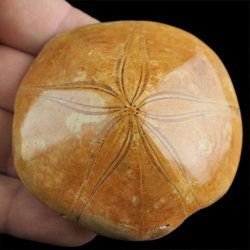 SKAMIENIAŁY JEŻOWIEC Clypeus sp. - 67 mm - JURA ŚRODKOWA (160 MLN LAT) - MADAGASKAR