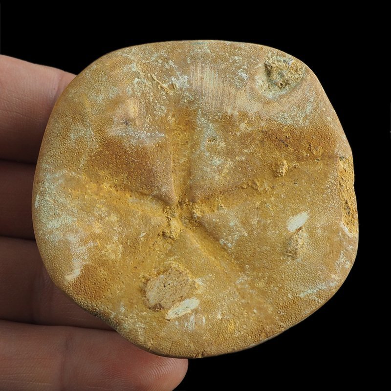 SKAMIENIAŁY JEŻOWIEC Clypeus sp. - 67 mm - JURA ŚRODKOWA (160 MLN LAT) - MADAGASKAR