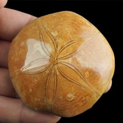 SKAMIENIAŁY JEŻOWIEC Clypeus sp. - 67 mm - JURA ŚRODKOWA (160 MLN LAT) - MADAGASKAR