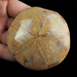 SKAMIENIAŁY JEŻOWIEC Clypeus sp. - 76 mm - JURA ŚRODKOWA (160 MLN LAT) - MADAGASKAR