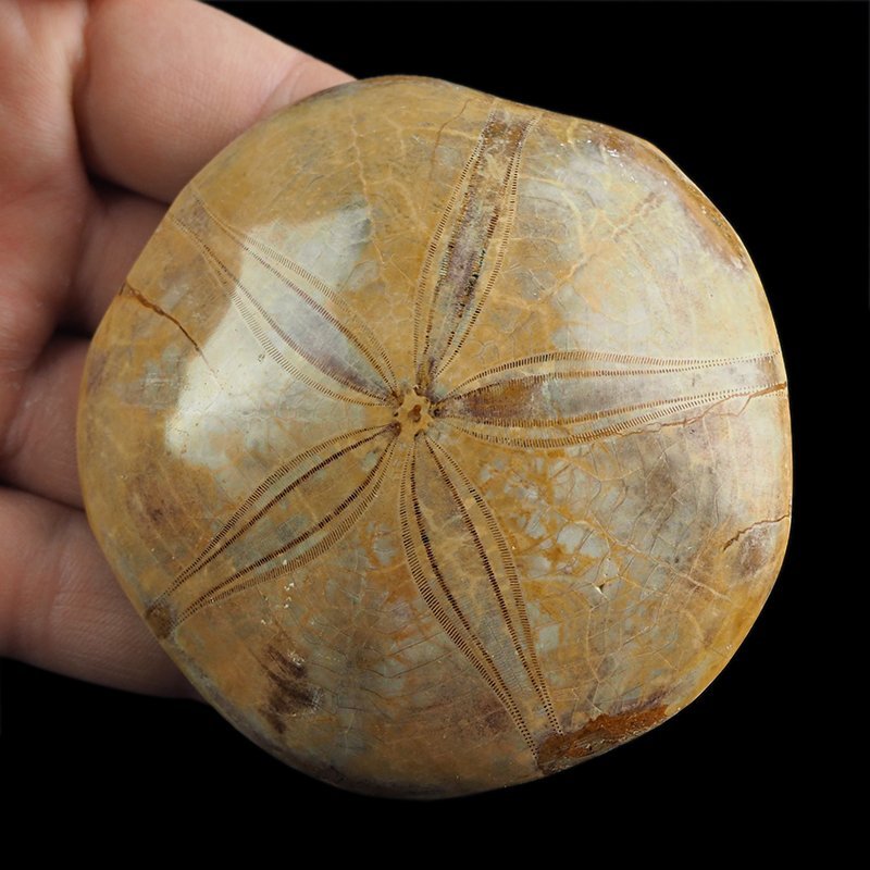 SKAMIENIAŁY JEŻOWIEC Clypeus sp. - 76 mm - JURA ŚRODKOWA (160 MLN LAT) - MADAGASKAR