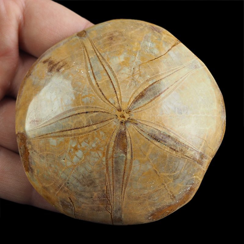 SKAMIENIAŁY JEŻOWIEC Clypeus sp. - 76 mm - JURA ŚRODKOWA (160 MLN LAT) - MADAGASKAR