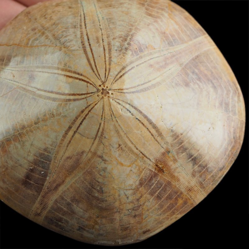 SKAMIENIAŁY JEŻOWIEC Clypeus sp. - 76 mm - JURA ŚRODKOWA (160 MLN LAT) - MADAGASKAR