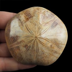 SKAMIENIAŁY JEŻOWIEC Clypeus sp. - 76 mm - JURA ŚRODKOWA (160 MLN LAT) - MADAGASKAR