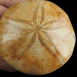 SKAMIENIAŁY JEŻOWIEC Clypeus sp. - 67 mm - JURA ŚRODKOWA (160 MLN LAT) - MADAGASKAR