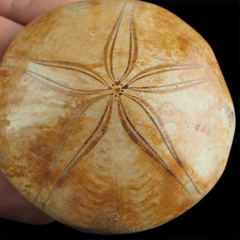 SKAMIENIAŁY JEŻOWIEC Clypeus sp. - 67 mm - JURA ŚRODKOWA (160 MLN LAT) - MADAGASKAR