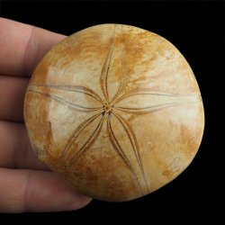 SKAMIENIAŁY JEŻOWIEC Clypeus sp. - 67 mm - JURA ŚRODKOWA (160 MLN LAT) - MADAGASKAR