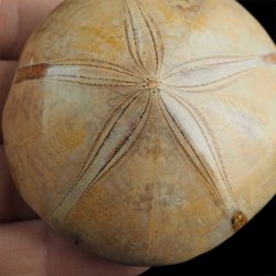 SKAMIENIAŁY JEŻOWIEC Clypeus sp. - 65 mm - JURA ŚRODKOWA (160 MLN LAT) - MADAGASKAR