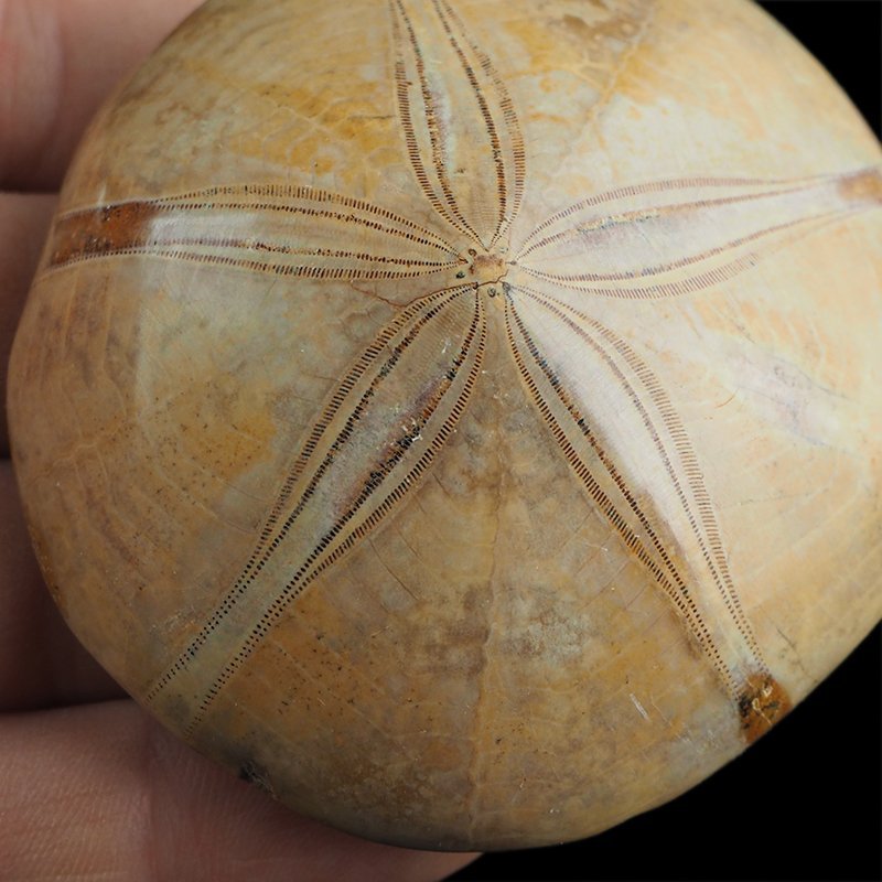SKAMIENIAŁY JEŻOWIEC Clypeus sp. - 65 mm - JURA ŚRODKOWA (160 MLN LAT) - MADAGASKAR