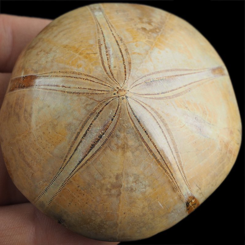 SKAMIENIAŁY JEŻOWIEC Clypeus sp. - 74 mm - JURA ŚRODKOWA (160 MLN LAT) - MADAGASKAR