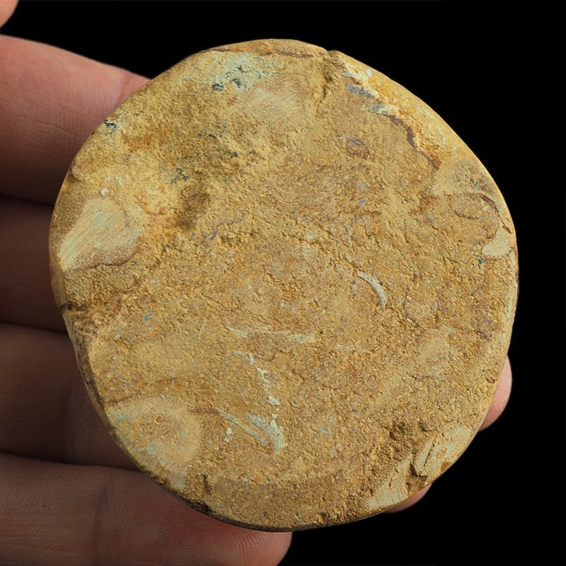 SKAMIENIAŁY JEŻOWIEC Clypeus sp. - 65 mm - JURA ŚRODKOWA (160 MLN LAT) - MADAGASKAR