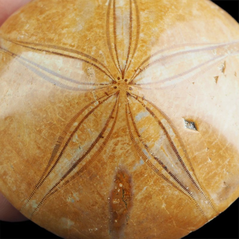 SKAMIENIAŁY JEŻOWIEC Clypeus sp. - 65 mm - JURA ŚRODKOWA (160 MLN LAT) - MADAGASKAR