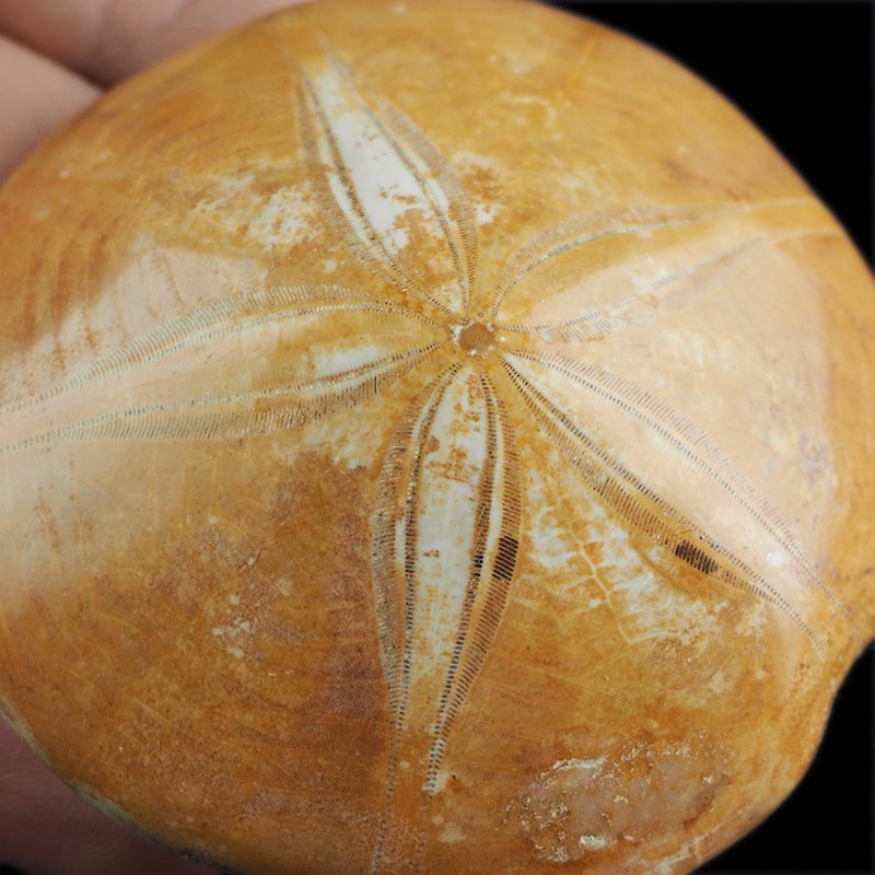 SKAMIENIAŁY JEŻOWIEC Clypeus sp. - 70 mm - JURA ŚRODKOWA (160 MLN LAT) - MADAGASKAR