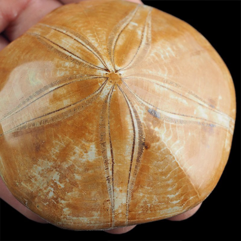 SKAMIENIAŁY JEŻOWIEC Clypeus sp. - 74 mm - JURA ŚRODKOWA (160 MLN LAT) - MADAGASKAR