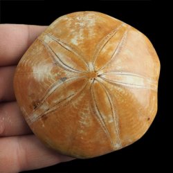 SKAMIENIAŁY JEŻOWIEC Clypeus sp. - 74 mm - JURA ŚRODKOWA (160 MLN LAT) - MADAGASKAR