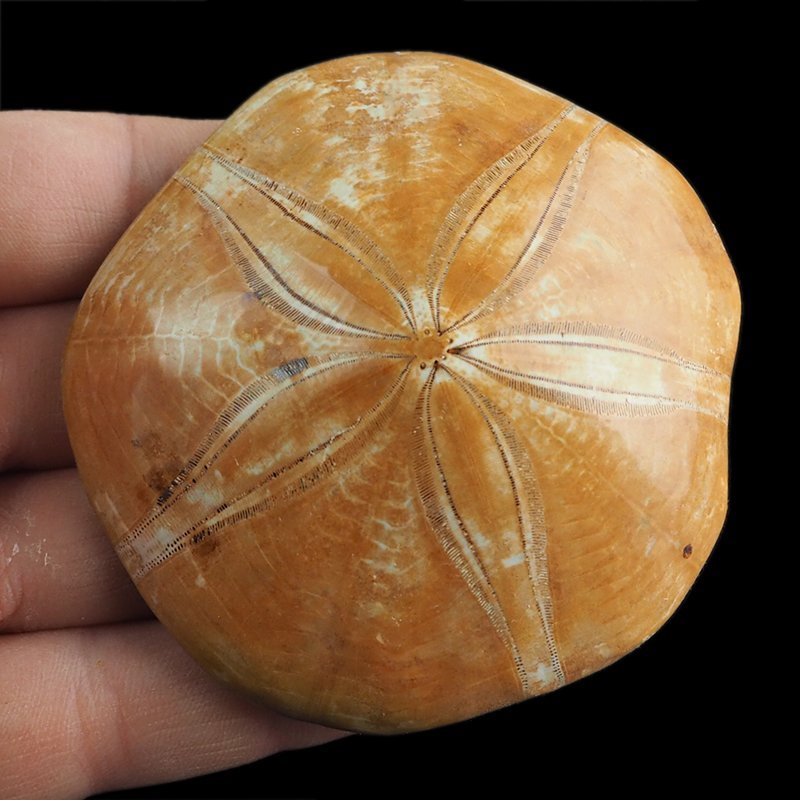 SKAMIENIAŁY JEŻOWIEC Clypeus sp. - 74 mm - JURA ŚRODKOWA (160 MLN LAT) - MADAGASKAR
