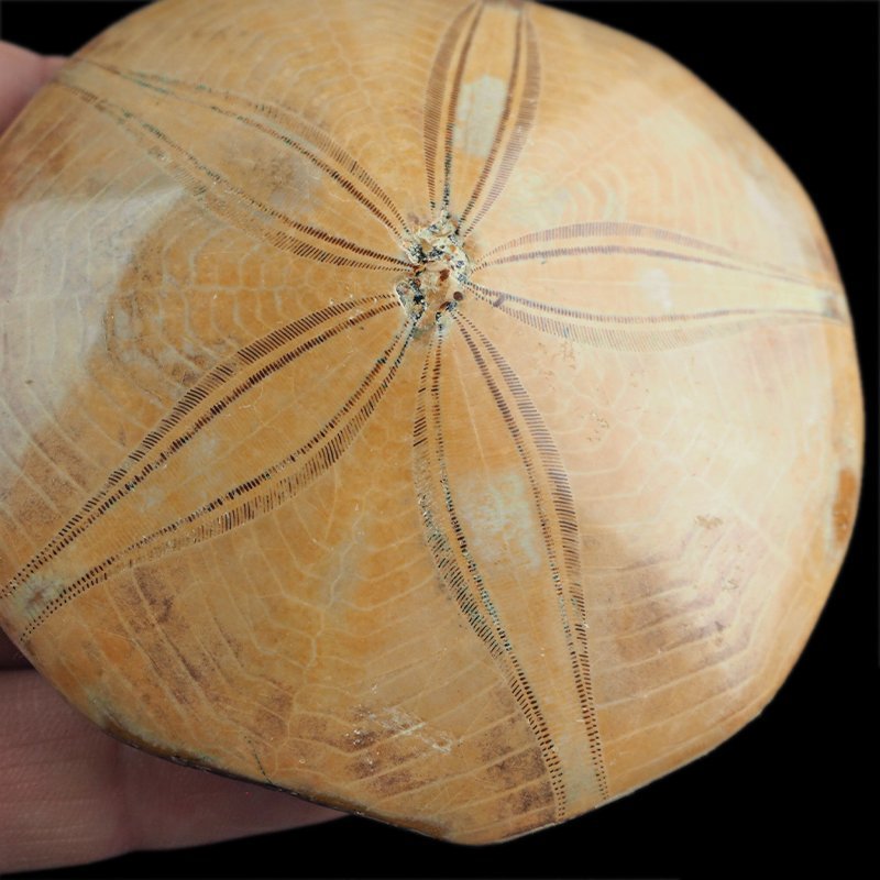 SKAMIENIAŁY JEŻOWIEC Clypeus sp. - 81 mm - JURA ŚRODKOWA (160 MLN LAT) - MADAGASKAR