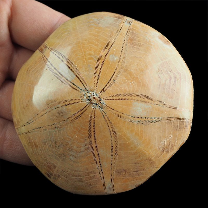 SKAMIENIAŁY JEŻOWIEC Clypeus sp. - 81 mm - JURA ŚRODKOWA (160 MLN LAT) - MADAGASKAR