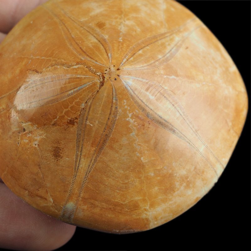 SKAMIENIAŁY JEŻOWIEC Clypeus sp. - 66 mm - JURA ŚRODKOWA (160 MLN LAT) - MADAGASKAR