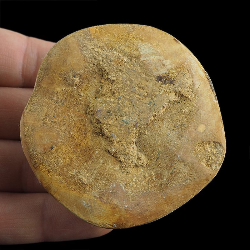 SKAMIENIAŁY JEŻOWIEC Clypeus sp. - 66 mm - JURA ŚRODKOWA (160 MLN LAT) - MADAGASKAR