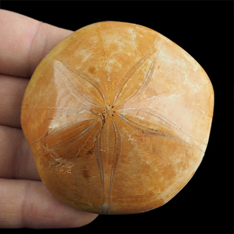 SKAMIENIAŁY JEŻOWIEC Clypeus sp. - 66 mm - JURA ŚRODKOWA (160 MLN LAT) - MADAGASKAR