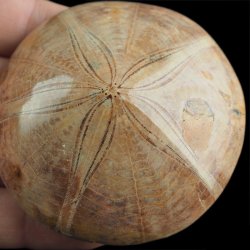 SKAMIENIAŁY JEŻOWIEC Clypeus sp. - 72 mm - JURA ŚRODKOWA (160 MLN LAT) - MADAGASKAR