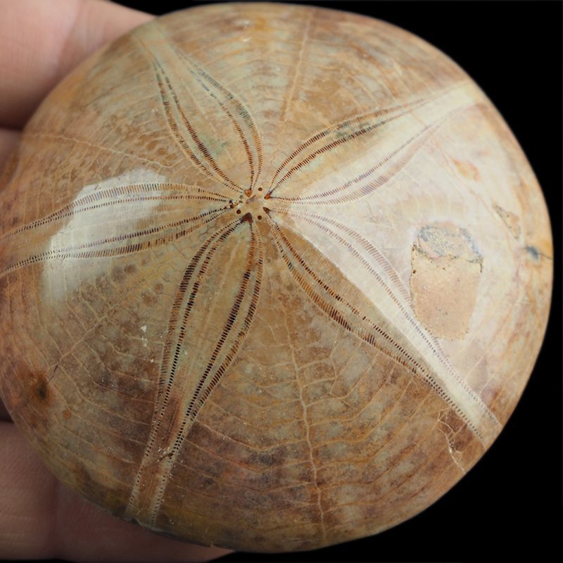 SKAMIENIAŁY JEŻOWIEC Clypeus sp. - 72 mm - JURA ŚRODKOWA (160 MLN LAT) - MADAGASKAR