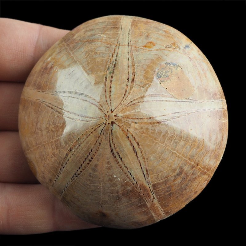 SKAMIENIAŁY JEŻOWIEC Clypeus sp. - 72 mm - JURA ŚRODKOWA (160 MLN LAT) - MADAGASKAR