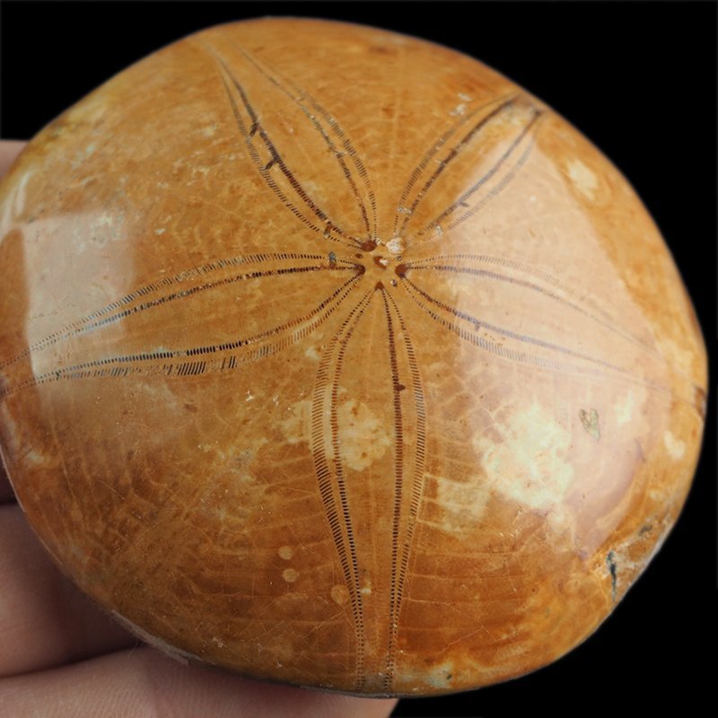 SKAMIENIAŁY JEŻOWIEC Clypeus sp. - 74 mm - JURA ŚRODKOWA (160 MLN LAT) - MADAGASKAR