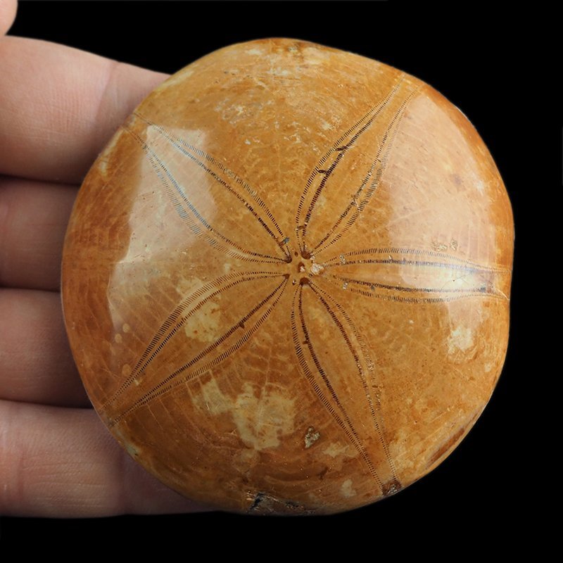 SKAMIENIAŁY JEŻOWIEC Clypeus sp. - 74 mm - JURA ŚRODKOWA (160 MLN LAT) - MADAGASKAR