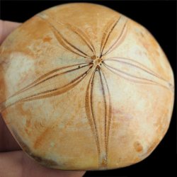 SKAMIENIAŁY JEŻOWIEC Clypeus sp. - 75 mm - JURA ŚRODKOWA (160 MLN LAT) - MADAGASKAR