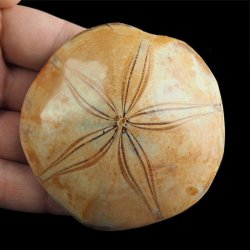 SKAMIENIAŁY JEŻOWIEC Clypeus sp. - 75 mm - JURA ŚRODKOWA (160 MLN LAT) - MADAGASKAR