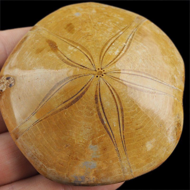 SKAMIENIAŁY JEŻOWIEC Clypeus sp. - 69 mm - JURA ŚRODKOWA (160 MLN LAT) - MADAGASKAR