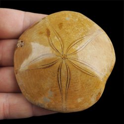 SKAMIENIAŁY JEŻOWIEC Clypeus sp. - 69 mm - JURA ŚRODKOWA (160 MLN LAT) - MADAGASKAR