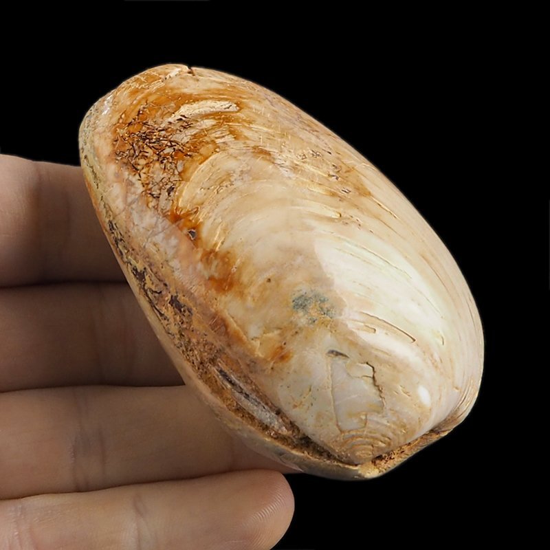 SKAMIENIAŁY MAŁŻ - 74 mm - JURA ŚRODKOWA (160 MLN LAT) - MADAGASKAR