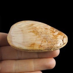 SKAMIENIAŁY MAŁŻ - 74 mm - JURA ŚRODKOWA (160 MLN LAT) - MADAGASKAR