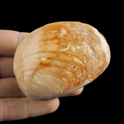 SKAMIENIAŁY MAŁŻ - 74 mm - JURA ŚRODKOWA (160 MLN LAT) - MADAGASKAR