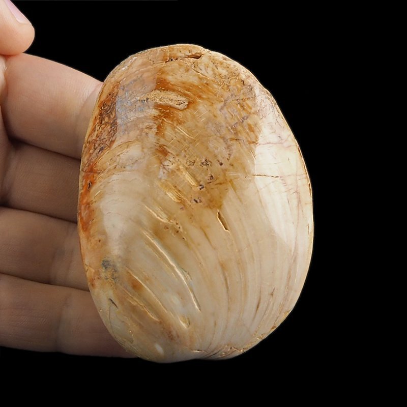 SKAMIENIAŁY MAŁŻ - 74 mm - JURA ŚRODKOWA (160 MLN LAT) - MADAGASKAR