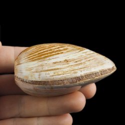 SKAMIENIAŁY MAŁŻ - 73 mm - JURA ŚRODKOWA (160 MLN LAT) - MADAGASKAR