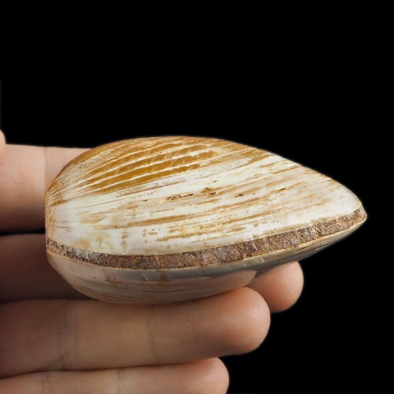 SKAMIENIAŁY MAŁŻ - 73 mm - JURA ŚRODKOWA (160 MLN LAT) - MADAGASKAR