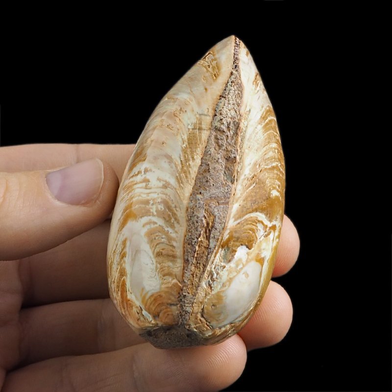 SKAMIENIAŁY MAŁŻ - 73 mm - JURA ŚRODKOWA (160 MLN LAT) - MADAGASKAR