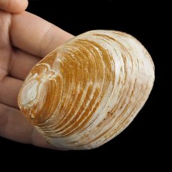 SKAMIENIAŁY MAŁŻ - 73 mm - JURA ŚRODKOWA (160 MLN LAT) - MADAGASKAR