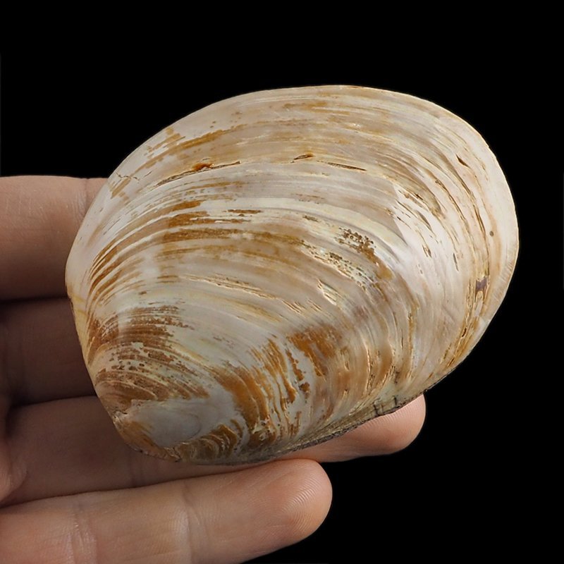 SKAMIENIAŁY MAŁŻ - 73 mm - JURA ŚRODKOWA (160 MLN LAT) - MADAGASKAR