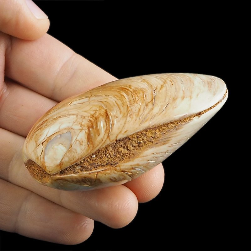 SKAMIENIAŁY MAŁŻ - 74 mm - JURA ŚRODKOWA (160 MLN LAT) - MADAGASKAR