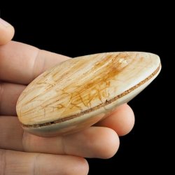 SKAMIENIAŁY MAŁŻ - 74 mm - JURA ŚRODKOWA (160 MLN LAT) - MADAGASKAR