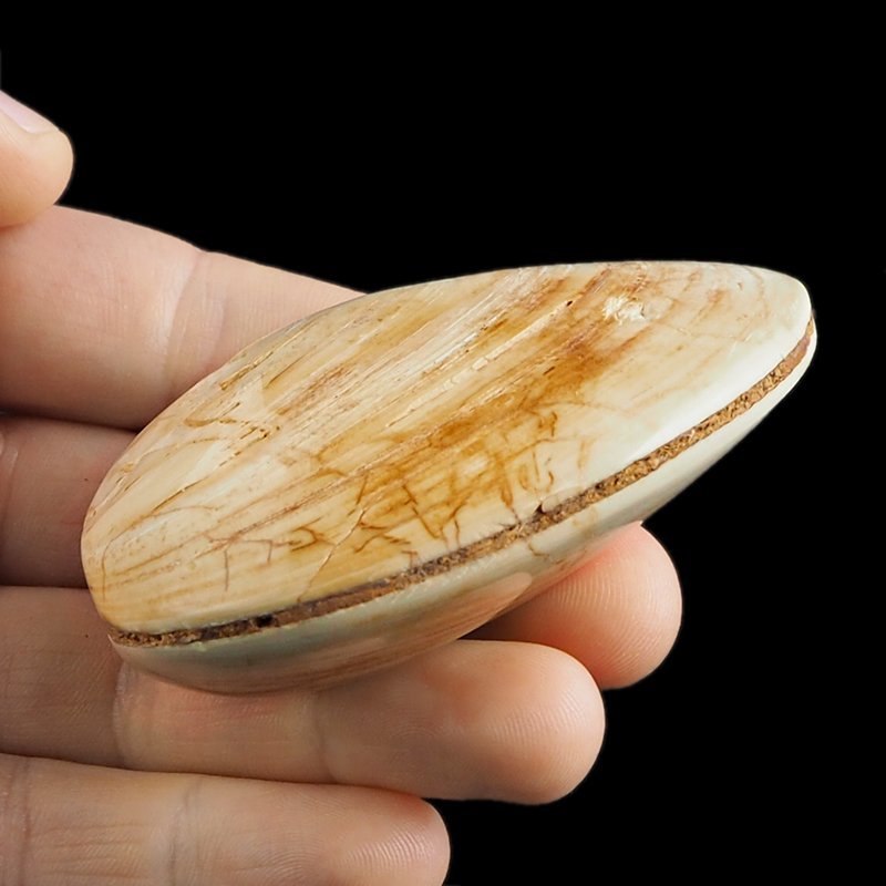 SKAMIENIAŁY MAŁŻ - 74 mm - JURA ŚRODKOWA (160 MLN LAT) - MADAGASKAR