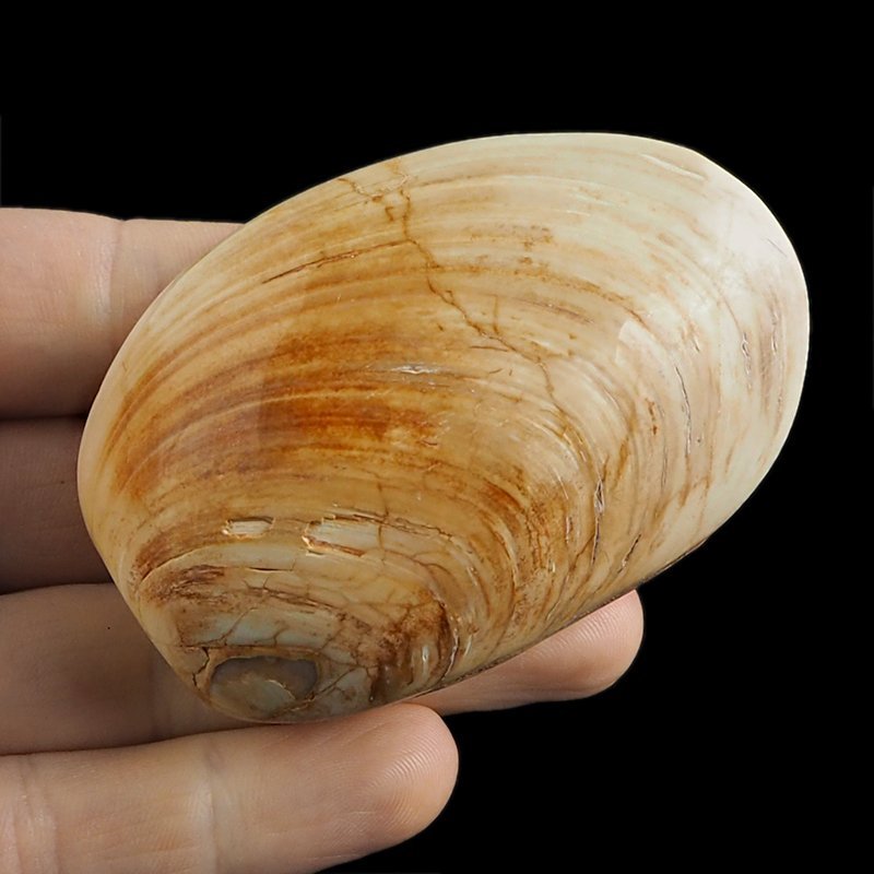 SKAMIENIAŁY MAŁŻ - 74 mm - JURA ŚRODKOWA (160 MLN LAT) - MADAGASKAR