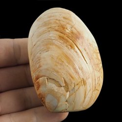 SKAMIENIAŁY MAŁŻ - 74 mm - JURA ŚRODKOWA (160 MLN LAT) - MADAGASKAR