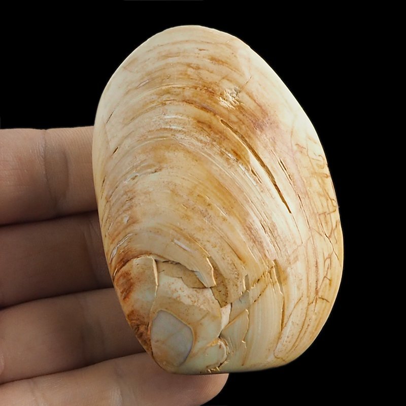 SKAMIENIAŁY MAŁŻ - 74 mm - JURA ŚRODKOWA (160 MLN LAT) - MADAGASKAR